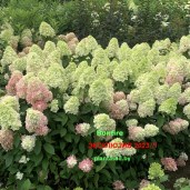 hydrangea_bonfire_3420_084_summer (1)4